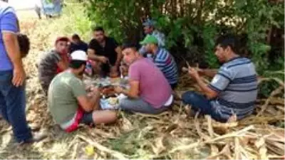 Adana'da mısır hasadı mehter marşı ve dualar eşliğinde başladı Adana'da mısır hasadı mehter marşı ve dualar eşliğinde başladı
