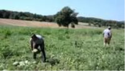 Genç güreşçi Kırkpınar'a tarlada hazırlanıyor Genç güreşçi Kırkpınar'a tarlada hazırlanıyor