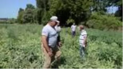 Genç güreşçi Kırkpınar'a tarlada hazırlanıyor Genç güreşçi Kırkpınar'a tarlada hazırlanıyor