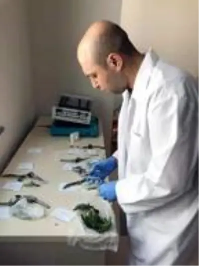 Hastalıklara dayanıklı yerli ve milli patates çeşidi geliştiriliyor Hastalıklara dayanıklı yerli ve milli patates çeşidi geliştiriliyor