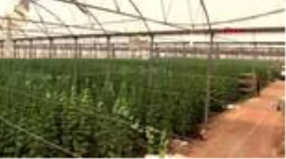 Köyde kurulan sera, mevsimlik göçün önüne geçti