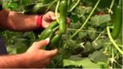 Köyde kurulan sera, mevsimlik göçün önüne geçti Köyde kurulan sera, mevsimlik göçün önüne geçti