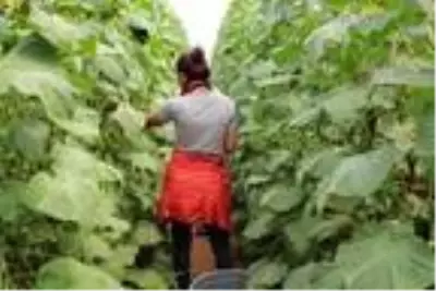 Son Dakika | Köyde kurulan sera, mevsimlik göçün önüne geçti Son Dakika | Köyde kurulan sera, mevsimlik göçün önüne geçti