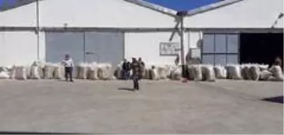 Osmancık TMO, haşhaş kabuğu alımına başladı