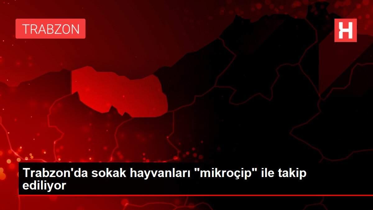 Son dakika! Trabzon'da sokak hayvanları Son dakika! Trabzon'da sokak hayvanları