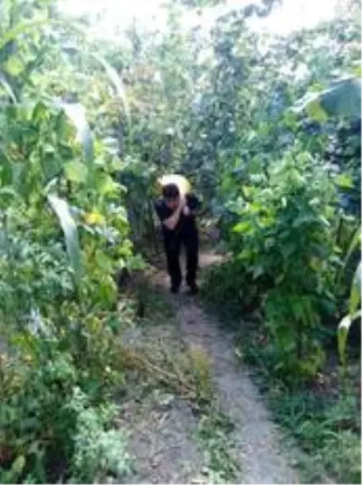 Üretici başkan fındık bahçesinde Üretici başkan fındık bahçesinde