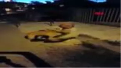3 aydır kayıp köpeğiyle kavuşma anı duygulandırdı 3 aydır kayıp köpeğiyle kavuşma anı duygulandırdı