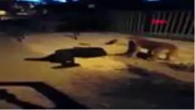 3 aydır kayıp köpeğiyle kavuşma anı duygulandırdı 3 aydır kayıp köpeğiyle kavuşma anı duygulandırdı