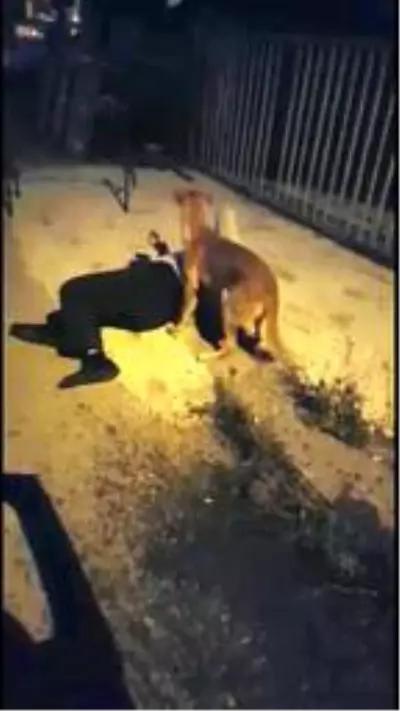 3 aydır kayıp köpeğiyle kavuşma anı duygulandırdı 3 aydır kayıp köpeğiyle kavuşma anı duygulandırdı
