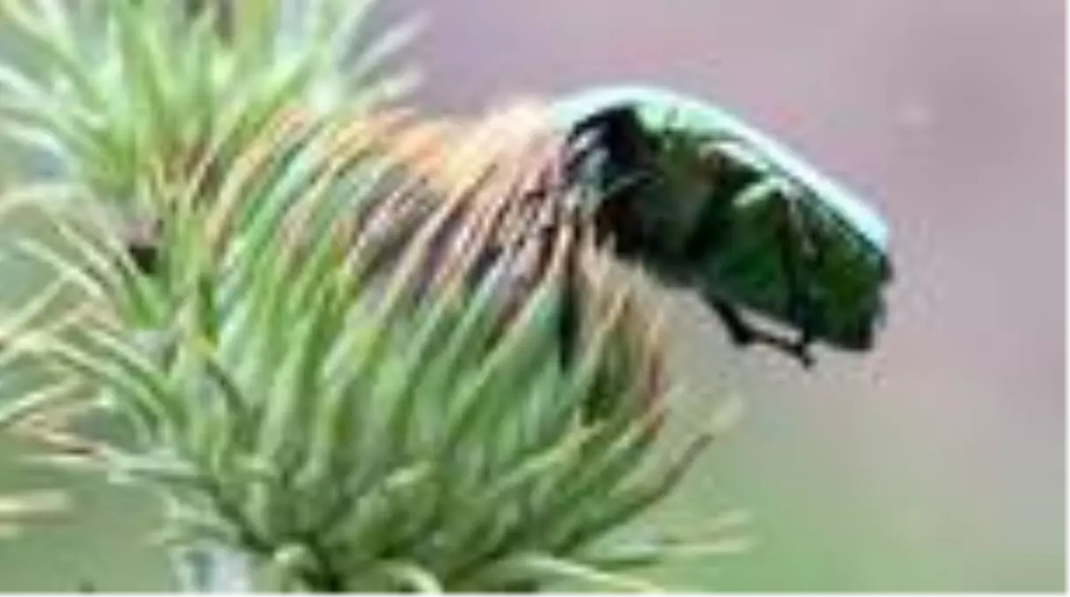 Son dakika haber... Altın böceklerinin beslenme anını AA kamerası görüntüledi