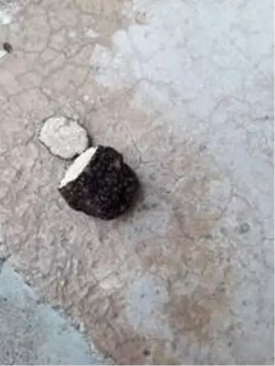 Toprağı kazan vatandaş, dünyanın en pahalı 'trüf' mantarını buldu Toprağı kazan vatandaş, dünyanın en pahalı 'trüf' mantarını buldu