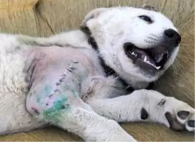 Atın tekmesiyle yaralanan sevimli dostuna baba şefkati ile bakıyor Atın tekmesiyle yaralanan sevimli dostuna baba şefkati ile bakıyor
