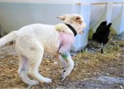 Atın tekmesiyle yaralanan sevimli dostuna baba şefkati ile bakıyor Atın tekmesiyle yaralanan sevimli dostuna baba şefkati ile bakıyor