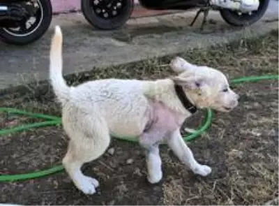 Atın tekmesiyle yaralanan sevimli dostuna baba şefkati ile bakıyor Atın tekmesiyle yaralanan sevimli dostuna baba şefkati ile bakıyor