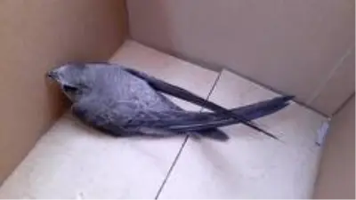 Burdur'da ebabil kuşunun yardımına muhtar eşi koştu Burdur'da ebabil kuşunun yardımına muhtar eşi koştu