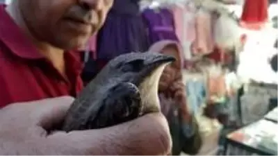 Burdur'da ebabil kuşunun yardımına muhtar eşi koştu Burdur'da ebabil kuşunun yardımına muhtar eşi koştu