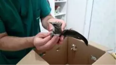 Burdur'da ebabil kuşunun yardımına muhtar eşi koştu Burdur'da ebabil kuşunun yardımına muhtar eşi koştu