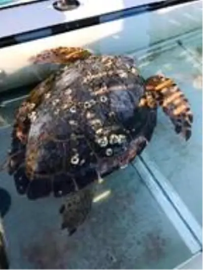 Denizde yaralı halde bulunan caretta caretta tedaviye alındı