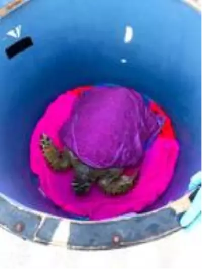 Denizde yaralı halde bulunan caretta caretta tedaviye alındı