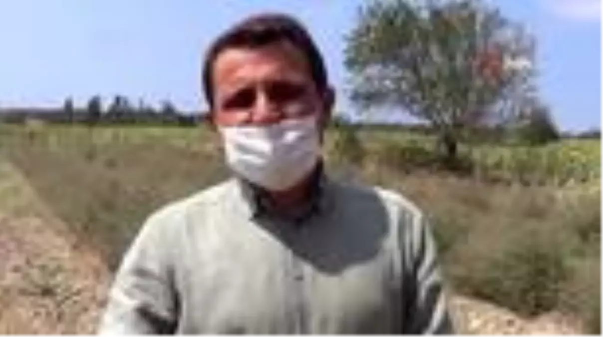 Son dakika haberi! Gelibolu Tarihi Yarım Adası lavantalarla bezenecek