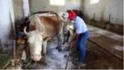Hibe edilen 4 inekle işsizlikten kurtulan eski hükümlü: Yanlış yola sapmayın Hibe edilen 4 inekle işsizlikten kurtulan eski hükümlü: Yanlış yola sapmayın