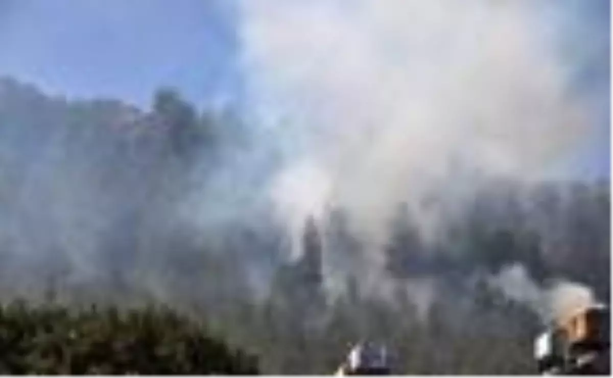 Son dakika haber! İslahiye'de orman yangını; 5 dönüm alan kül oldu