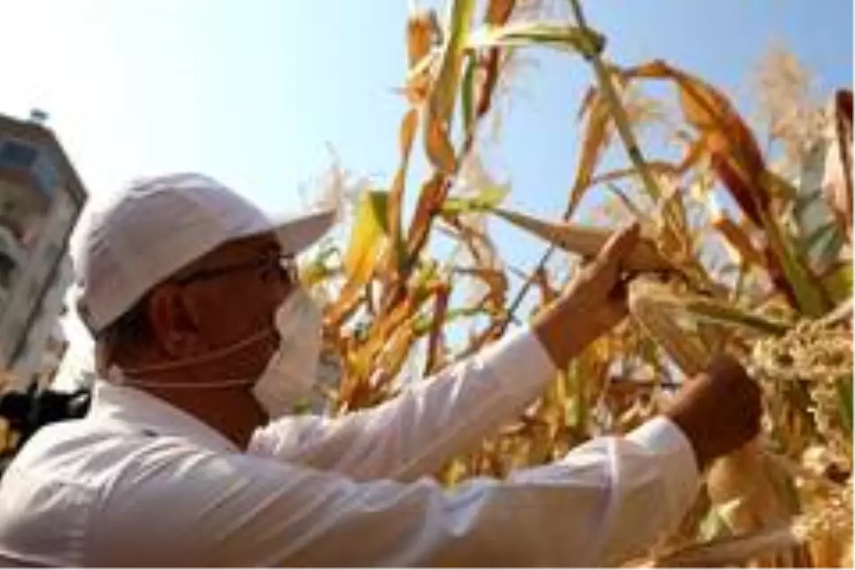 Kentin ortasında mısır hasadı sevinci