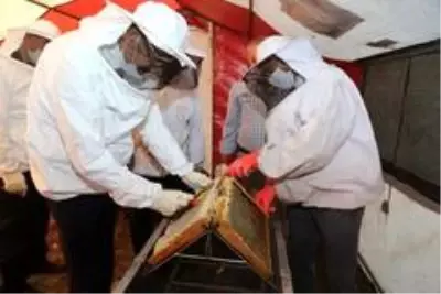Kütahya'da 250 ton bal üretimi hedefleniyor Kütahya'da 250 ton bal üretimi hedefleniyor