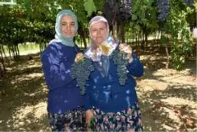 Lezzeti beğenilen 'Spil Karası'nın üretimi ülke genelinde yaygınlaşıyor Lezzeti beğenilen 'Spil Karası'nın üretimi ülke genelinde yaygınlaşıyor