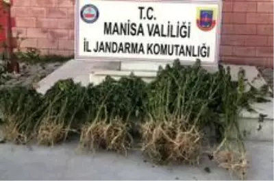 Son dakika haber! Manisa'da uyuşturucu operasyonu Son dakika haber! Manisa'da uyuşturucu operasyonu