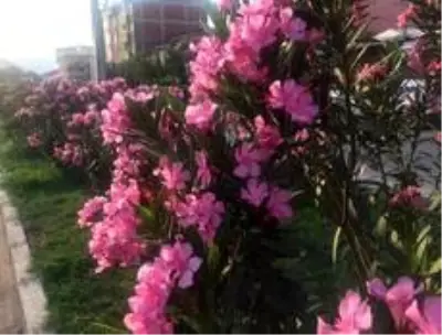 Osmaneli'nde peyzaj ve çevre düzenleme çalışmalarında sona gelindi Osmaneli'nde peyzaj ve çevre düzenleme çalışmalarında sona gelindi