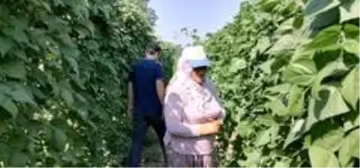 'Pazarcık boncuğu' İstanbul'a gitmeye başladı 'Pazarcık boncuğu' İstanbul'a gitmeye başladı