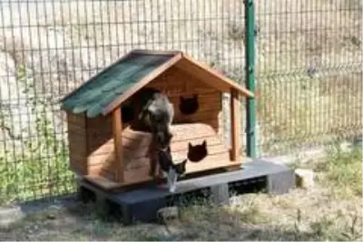 Sokak kedileri yeni evlerine kavuştu Sokak kedileri yeni evlerine kavuştu
