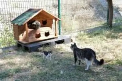 Sokak kedileri yeni evlerine kavuştu Sokak kedileri yeni evlerine kavuştu
