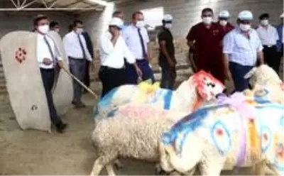 Aksaray'da koyun sürüsüne koç katımı yapıldı Aksaray'da koyun sürüsüne koç katımı yapıldı