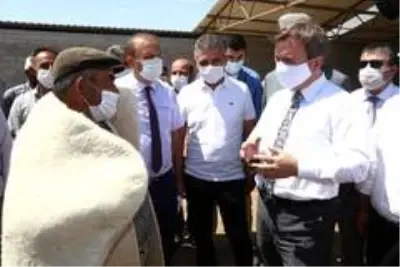Aksaray'da koyun sürüsüne koç katımı yapıldı Aksaray'da koyun sürüsüne koç katımı yapıldı