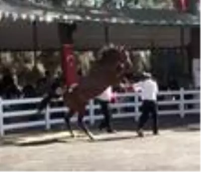 Araba fiyatına satılık tay podyumda bakıcısını böyle tepti Araba fiyatına satılık tay podyumda bakıcısını böyle tepti