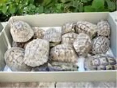 Son Dakika | Bahçede mahsur kalan 50 kaplumbağayı itfaiye kurtardı Son Dakika | Bahçede mahsur kalan 50 kaplumbağayı itfaiye kurtardı