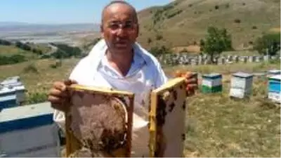 'Bal'lı sezon 'Bal'lı sezon