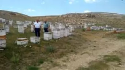 'Bal'lı sezon 'Bal'lı sezon