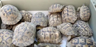 Boş evin bahçesindeki 50 kaplumbağa doğaya bırakıldı
