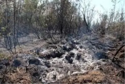 Son dakika haber! Düzce'de orman yangını: 4 hektar alan kül oldu Son dakika haber! Düzce'de orman yangını: 4 hektar alan kül oldu