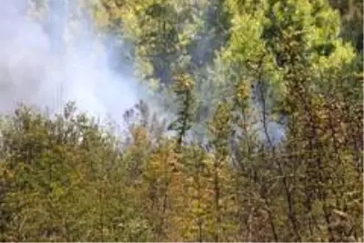 Son dakika haber! Düzce'de orman yangını: 4 hektar alan kül oldu Son dakika haber! Düzce'de orman yangını: 4 hektar alan kül oldu