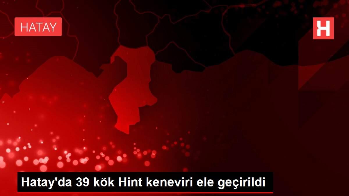 Hatay'da 39 kök Hint keneviri ele geçirildi Hatay'da 39 kök Hint keneviri ele geçirildi