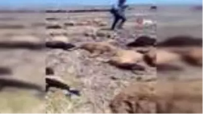 Hatay'da içtiği sudan zehirlenen 150 koyun telef oldu Hatay'da içtiği sudan zehirlenen 150 koyun telef oldu