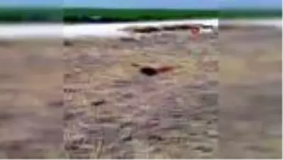 Hatay'da içtiği sudan zehirlenen 150 koyun telef oldu Hatay'da içtiği sudan zehirlenen 150 koyun telef oldu
