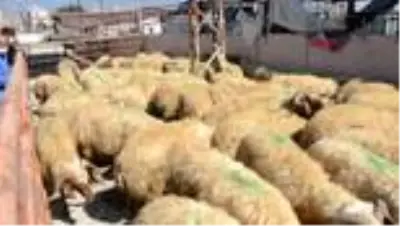 HATAY Kırıkhan'da besicilere damızlık koç dağıtıldı HATAY Kırıkhan'da besicilere damızlık koç dağıtıldı