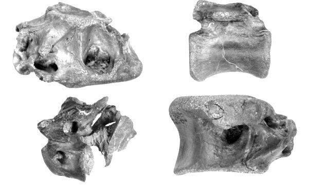 İngiltere'de T-Rex'in kuzeni yeni bir dinozor türü keşfedildi İngiltere'de T-Rex'in kuzeni yeni bir dinozor türü keşfedildi