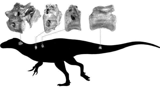 İngiltere'de T-Rex'in kuzeni yeni bir dinozor türü keşfedildi İngiltere'de T-Rex'in kuzeni yeni bir dinozor türü keşfedildi