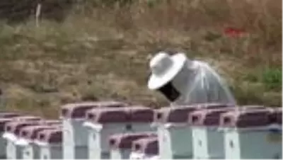 İSTANBUL Silivri Belediyesi 450 kilo doğal bal üretti İSTANBUL Silivri Belediyesi 450 kilo doğal bal üretti